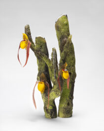 DescriptionThis is a sculpture of blown and hot-sculpted glass in the shape of a mossy tree branch in two forked sections, from which three lady slipper flowers grow.
