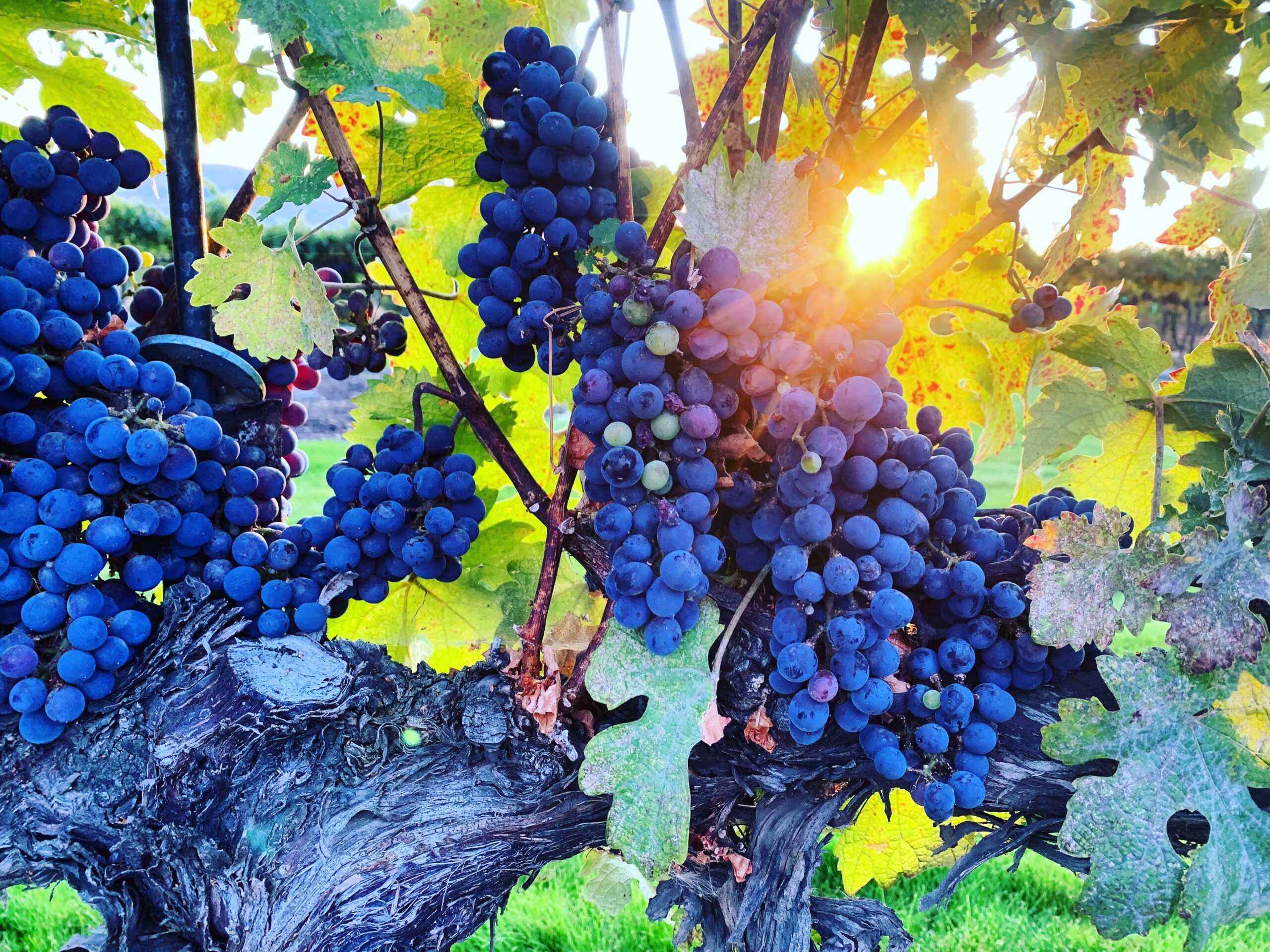 Photograph of grapes in sunlight