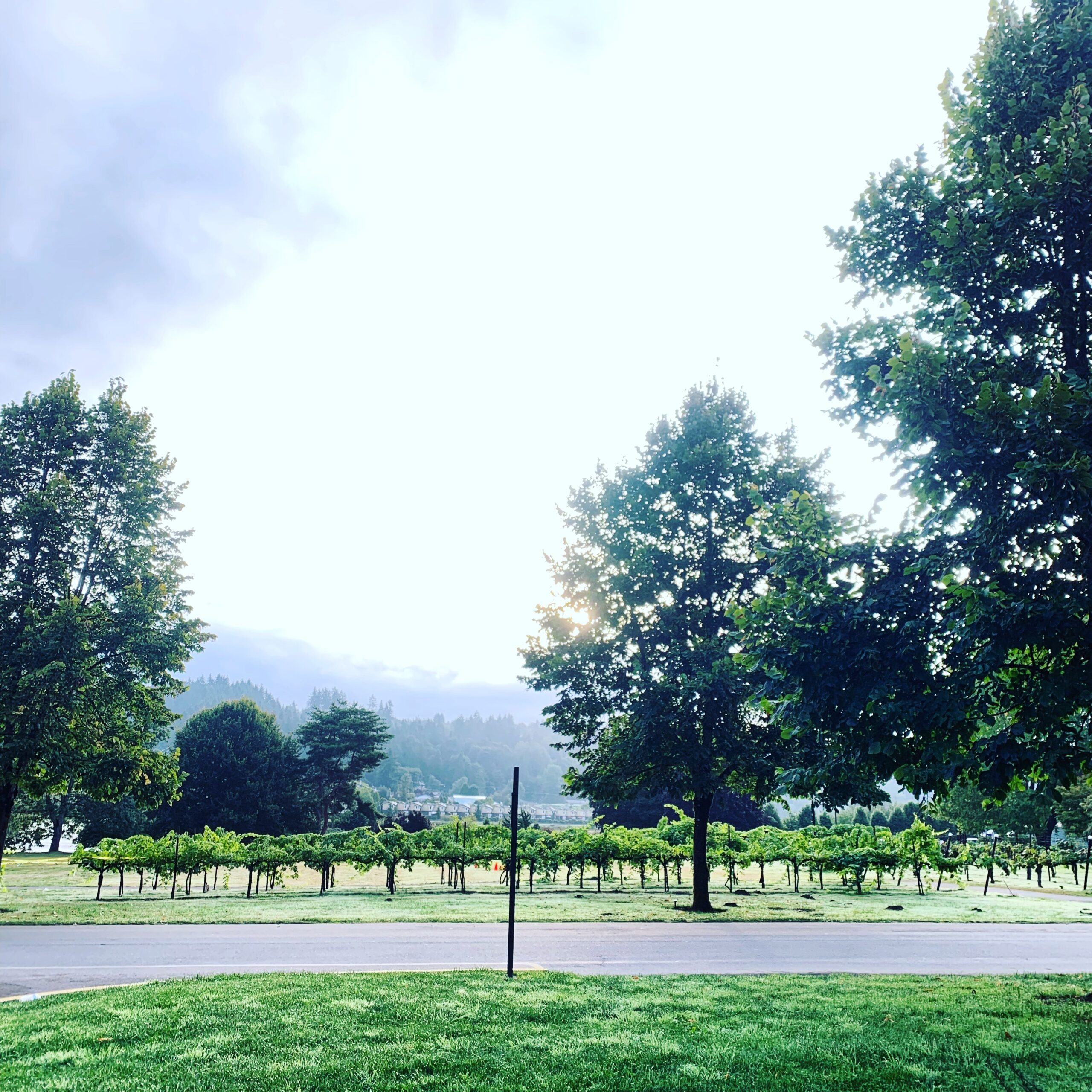 Landscape Photograph of trees and a road