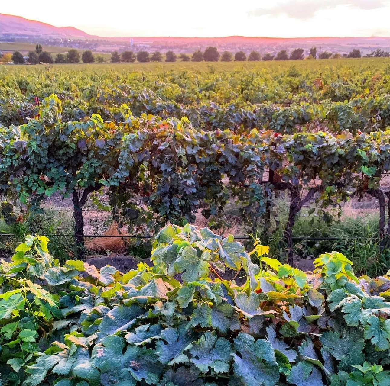 Rows of grapes in a vineyard