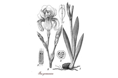 black and white drawing of an iris flower