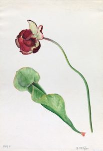 Bessie Murray Tyler Pitcher Plant / Sarracenia purpurea