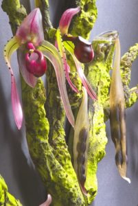 Pink Lady Slipper - Orchid Tree Debora Moore