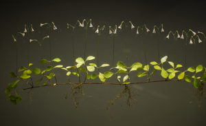 Joey Kirkpatrick and Flora C. Mace, Linnaea Borealis, Twin Flower,